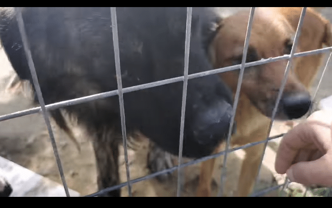 Jutta Shelter dog sanctuary behind-the-scenes animal footage