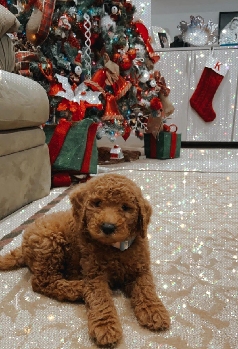 goldendoole Christmas puppy