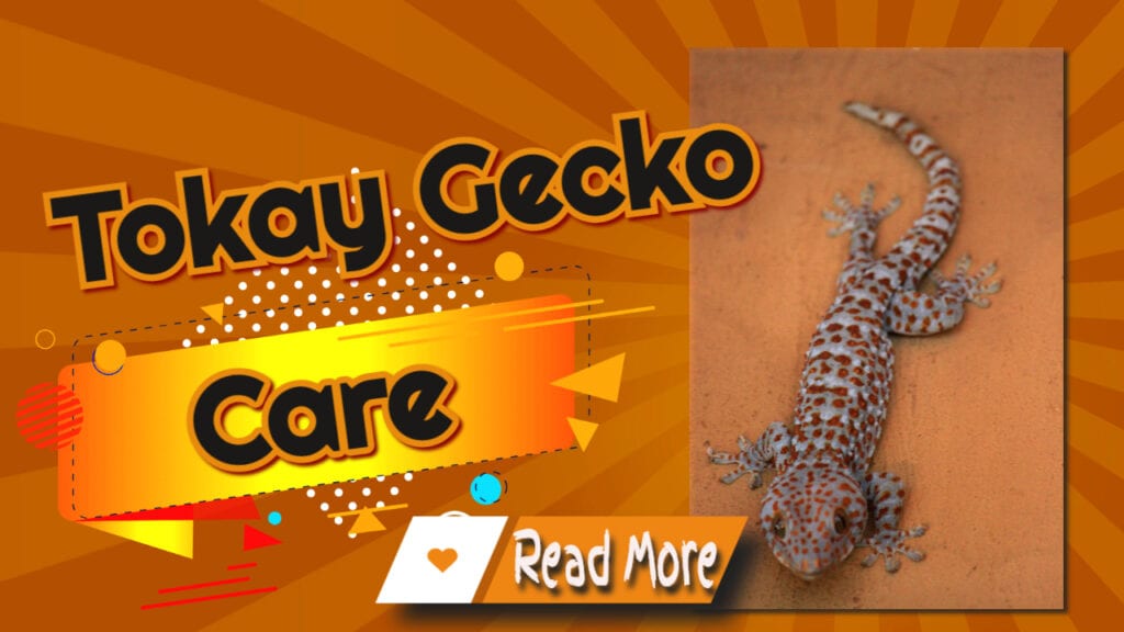Tokay gecko care