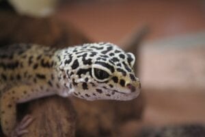 face of a tokay gecko