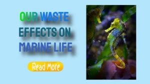 waste effects on marine life