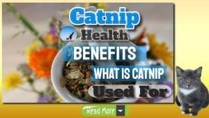 catnip health benefits