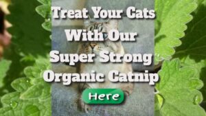 treat your cats with our super strong catnip here