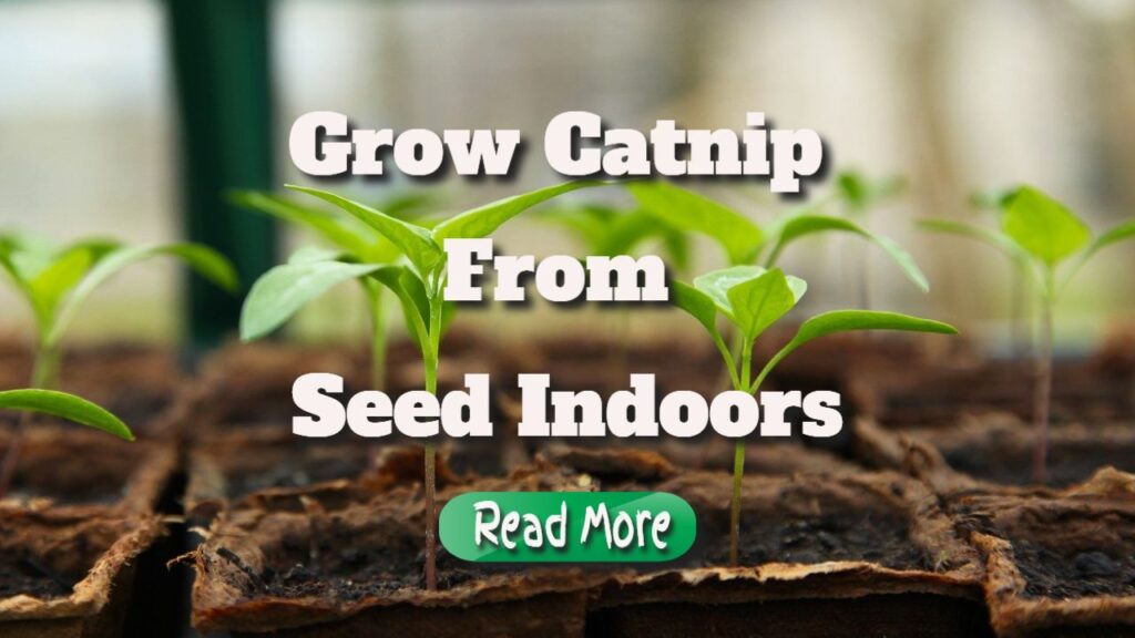 grow catnip from seed indoors
