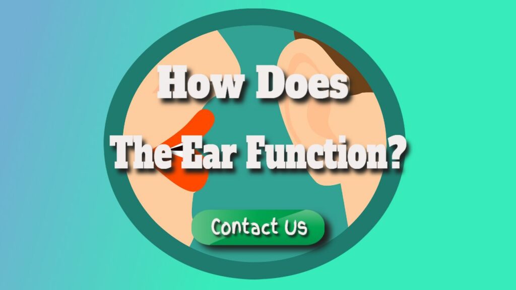 how does the ear function