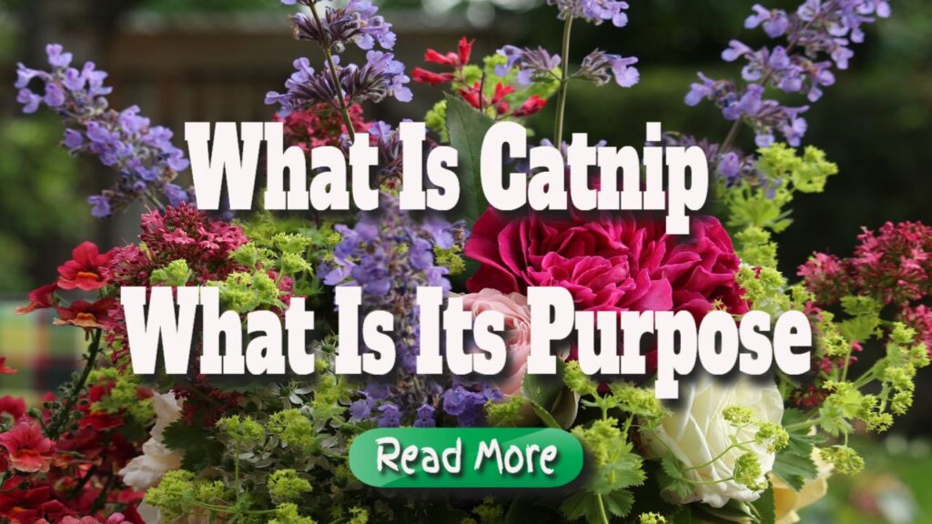 what is catnip what is its purpose (1)