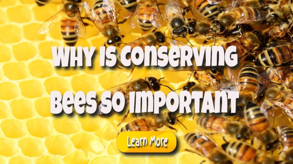 why is conserving bees so important