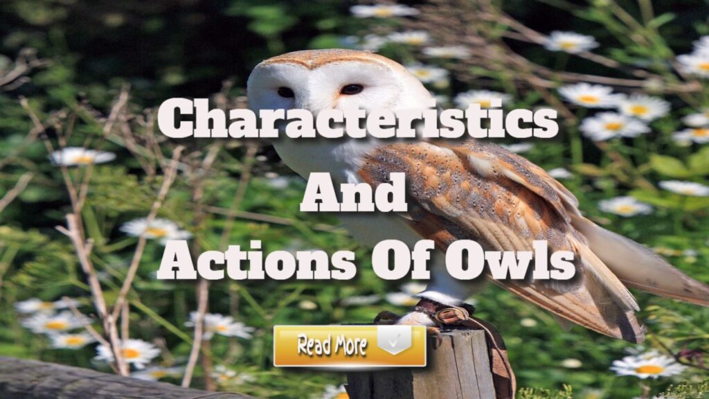 characteristics and actions of owls