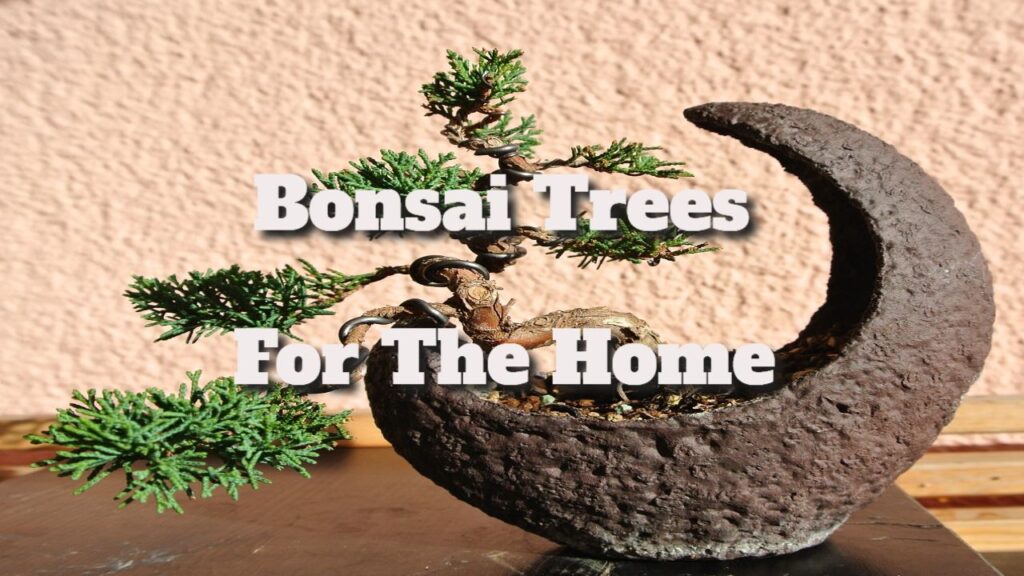 bonsai trees for the home