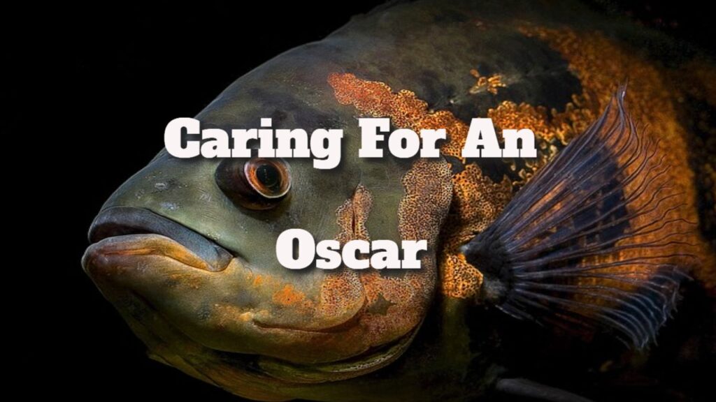 caring for an oscar
