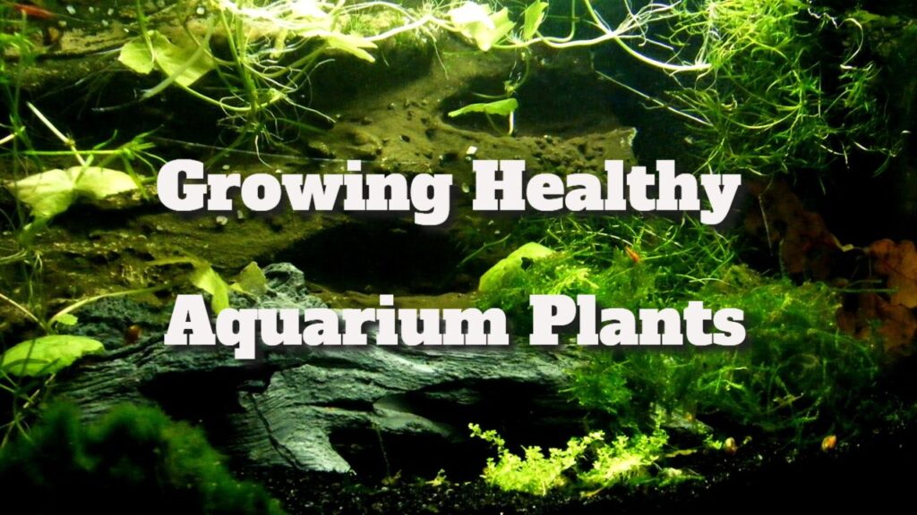 growing healthy aquarium plants
